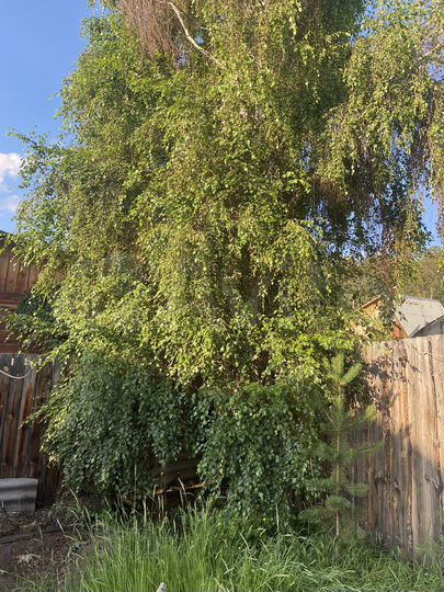 Дом 56 м² на участке 6 сот.