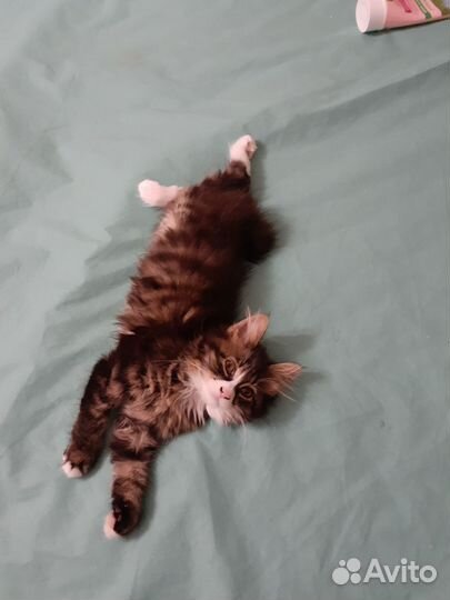 Курильский бобтейл