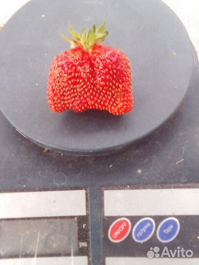 Усы клубники (виктории)