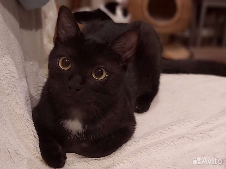 Котики Симба и Босс ждут семью