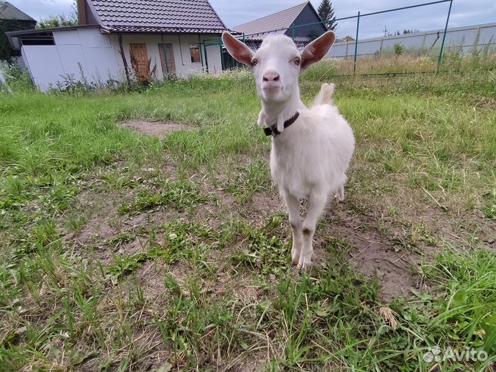 Козлик и козочка зааненские