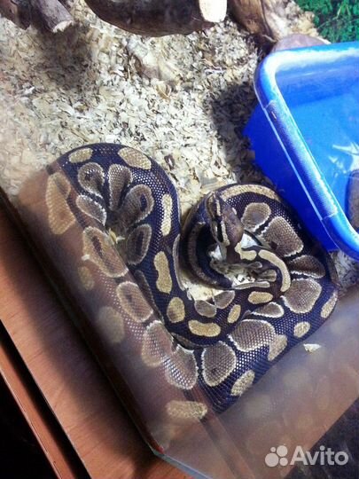 Аренда змеи