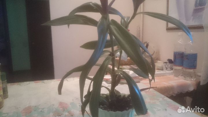 Традесканция Рео