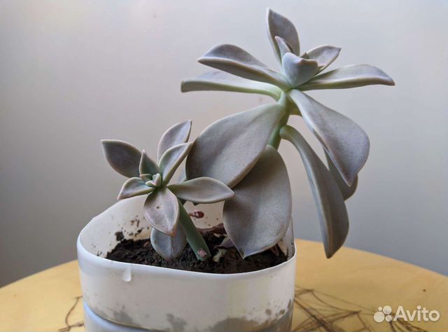 Суккуленты