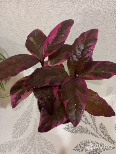 Псевдоэрантемум