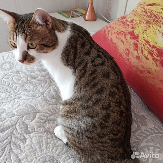 Кот метис бенгальский