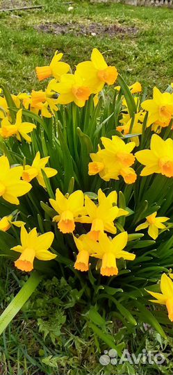 Нарцисс/Безвременник