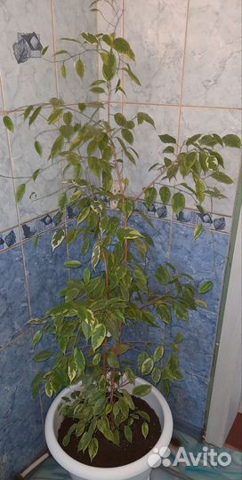 Бенджамина