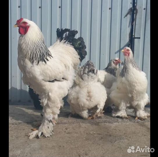 Цыплята Брама недельные и подросшие (3 нед)