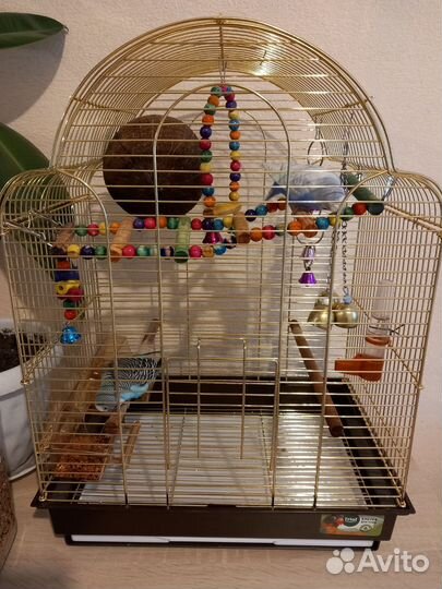 Парочка волнистых попугаев