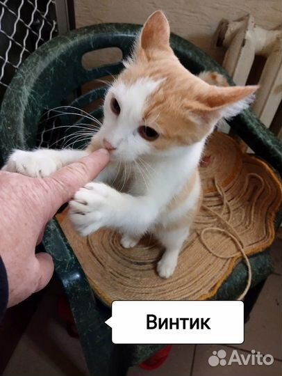 Винтик