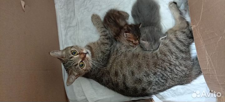 Британская кошка