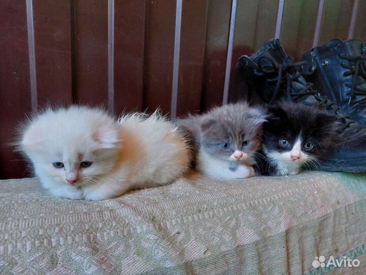 Кошечки от вислоухой мамы