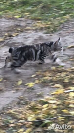 Бенгальская