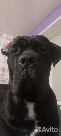 Кане Корсо вязка