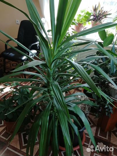 Домашний цветок