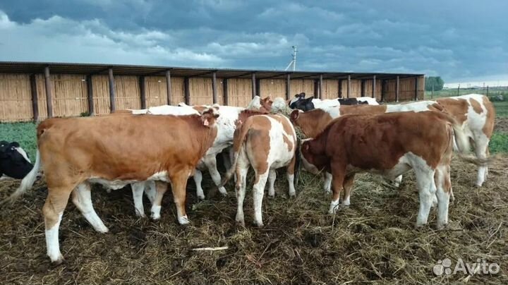 Быки на доращивание