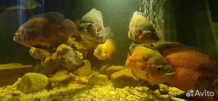 Астранотус