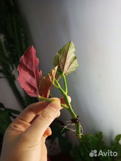 Бегония макулата свежий срез