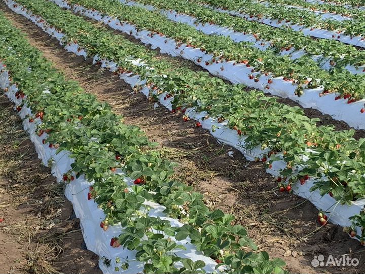 Клубничный бизнес