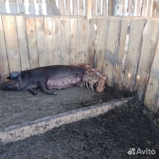 Поросята породы дюрок