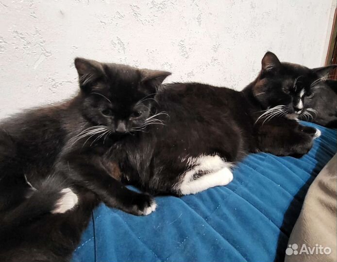 Котёнок без пробега по РФ