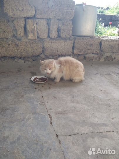 Котик в добрые руки