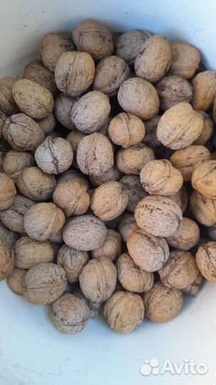 Орех грецкий
