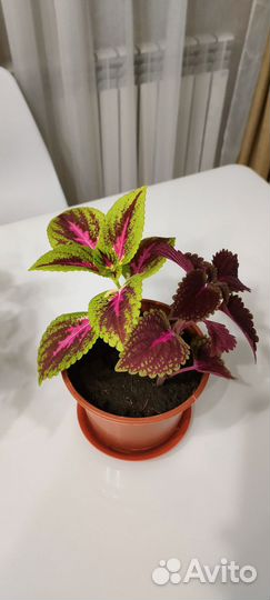 Комнатная мята Колеус