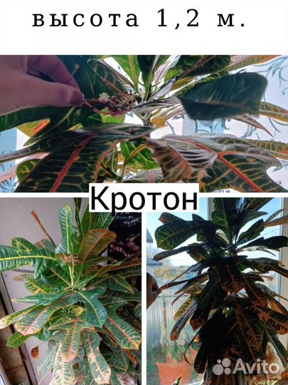 Кротон (кодиеум)