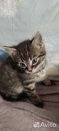 Отдам бесплатно