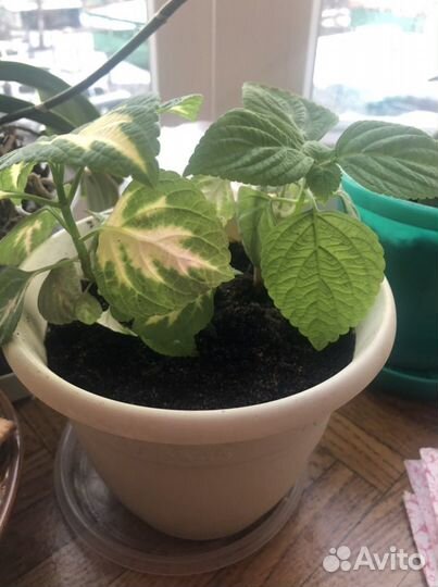 Комнатные растения цветы