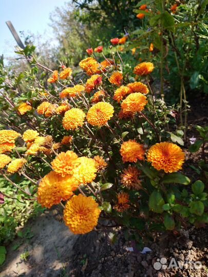 Хризантема садовая