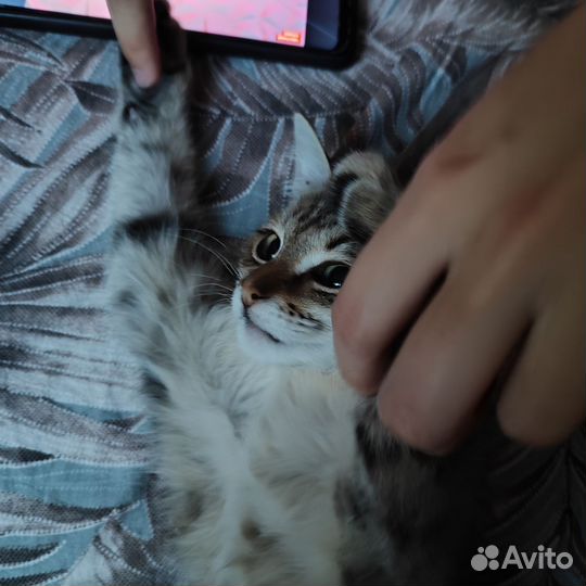 Котёнок (мальчик) в добрые руки