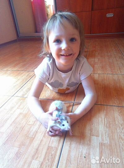 Зооняня/котоняня/Догсситер