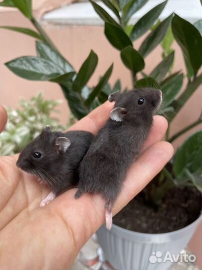 Джунгарские хомячки