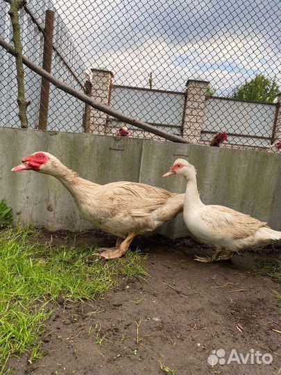 Мускусные утята