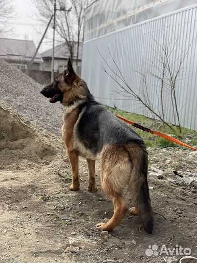 Немецкая овчарка