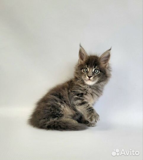 Котята мейн-кун