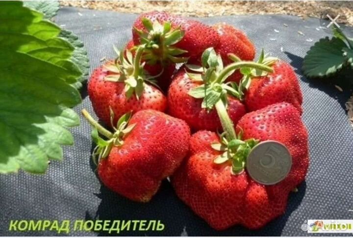 Клубника саженцы