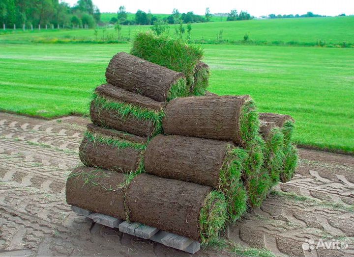 Укладка рулонных газонов ключ