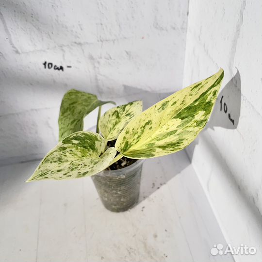 Сциндапсус марбл квин