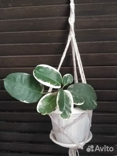 Стефанотис, вариегатный (комнатный жасмин)