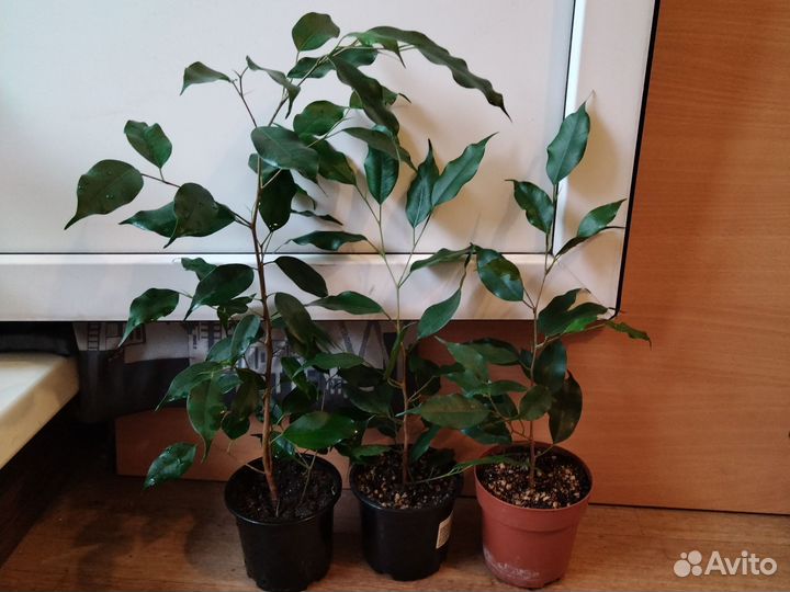 Фикус бенджамина