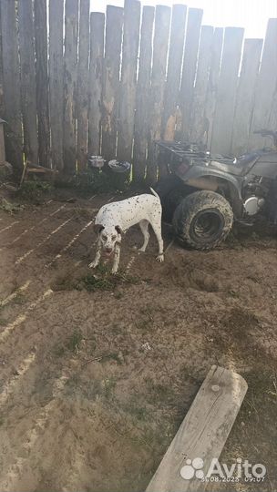 Собаки Далматин