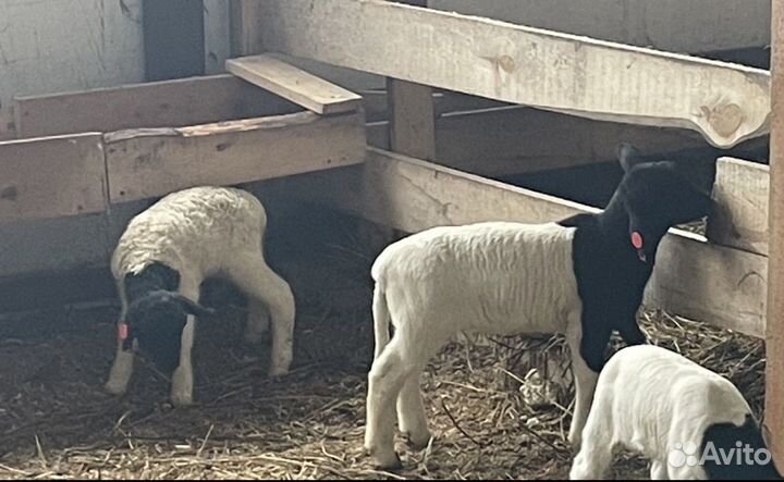 Баранчики и ярочки кроссы Дорпера (F1-F5)