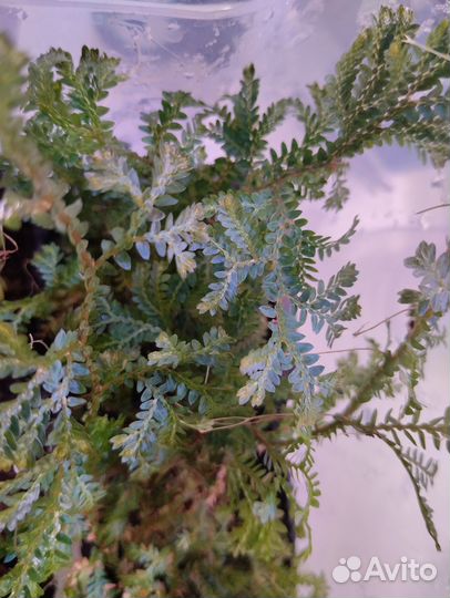 Растения для флорариума 2 (почвопокровные)