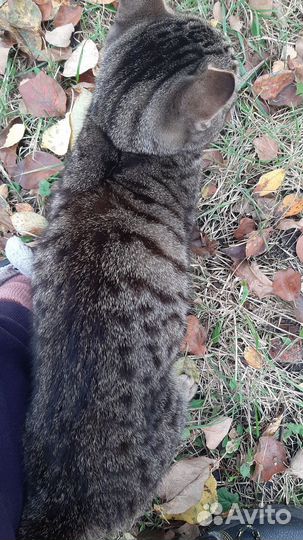 Молодой котик