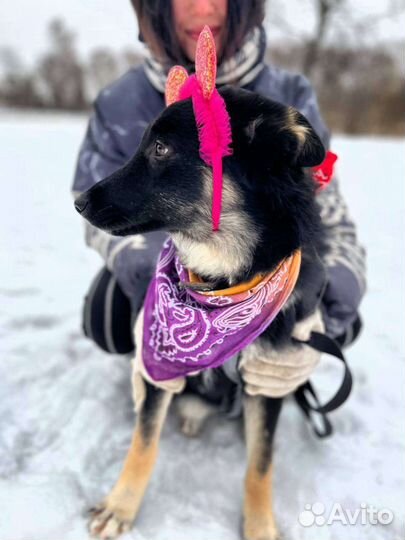 Собака в добрые руки