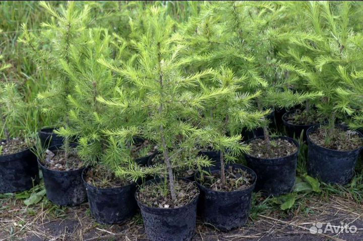 Саженцы Сосны, Лиственицы,Березы, Клена, Рябины